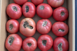 尻腐れトマト、1箱大きさバラバラ（約3K）