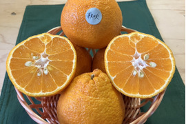 鹿児島県産「デコ不知火」箱込み5kg