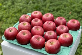 青森県産りんご　葉とらずりんご　コスモふじ　家庭用5㎏【10～23個入り】