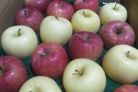 サンふじ　金星　詰め合せ5キロ