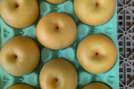 あかつき 若桃 摘果桃 加工用 11kg 希少！摘果桃【若桃】2㎏：愛知県産のその他桃｜食べチョク