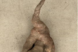 【数量限定】いちょう芋