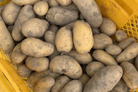 新じゃが2kg🥔淡路島からの新ジャガイモ〜メークイン
