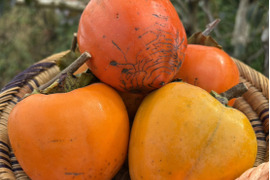 まずはお試し！干し柿用吊るし柿　蜂屋柿　箱込2kg