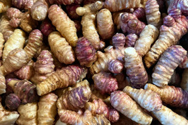 堀りたて！自然栽培の紫菊芋（フランス菊芋）