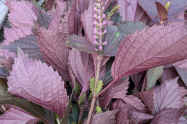 赤紫蘇 茎付きの葉10本以上（約140g）赤しそ 赤じそ（約25cm）農薬除草剤等不使用🏣ゆうパック◆※常温発送