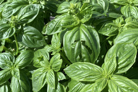 訳あり！バジル農家の採れたて生バジル　５００g