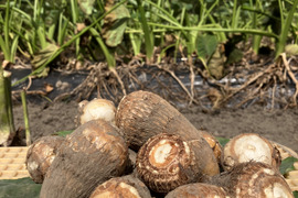 ねっとり柔らかい大福の里芋　4.5キロ　農薬不使用有機肥料栽培