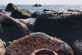 伊豆の美味しい、フノリ　ふのり　布海苔　／４０グラムです