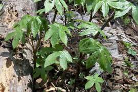 【熊谷様　限定】東北では絶大な人気❗❗だけどまだまだマイナーな山菜「しどけ（モミジガサ）」雫石町産１００％天然物　５００ｇ　皆様の推し💖でメジャーに昇格させてやって下さい🙇‍♂️