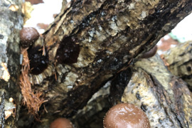 雪の中でじわ~っと大きくなった原木しいたけ!厚みも味も最高級!!(1kg)【今年ラスト】