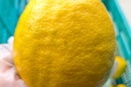 果汁たっぷり！日本平ソーラーレモン®璃の香（りのか）【静岡県産】約1.8キロ ワックス・防腐剤不使用『期間限定』発売開始しました