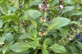 ハーブウォーターやグリーンカレーに！
タイバジル（ホラパー）500gパック
とにかく香りがとってもいいんです！
