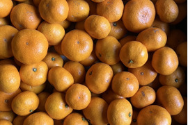 【濃厚！絶品！蔵出し！】やみつき　尾崎温州みかん　３kg