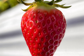 【いちごグランプリ2026本選進出☆軽井沢高原プレミアムいちご☆スターナイト品種指定】☆特別な検査機で１粒ずつ糖度を測定した厳選いちご☆化学農薬を限界まで抑えたこだわりの当園独自農法【贈答品】