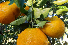 鹿児島県産「デコ不知火」箱込み5kg