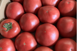 【 先行予約 】いちご農家が作る朝採り完熟トマト　1箱 (4kg前後)トマト 鮮度抜群 直送