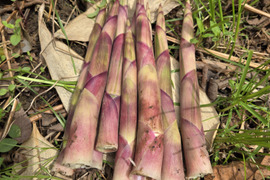 ★自然栽培　根曲がり竹　ネマガリダケ　姫竹　1キロ　冷蔵専用箱発送