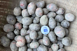 【農薬肥料不使用】自然栽培じゃがいも（小いもミックス）