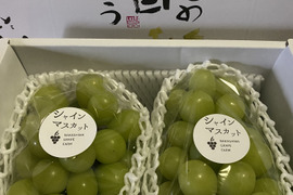 【夏ギフト】　エメラルドグリーンの輝き！矢掛町産シャインマスカット2房入り箱