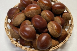 発祥の地　能勢産ブランド栗「銀寄」【お買い得！小さめサイズ１㎏】（SMサイズ）