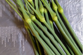 【京都産】無臭ニンニク（ジャンボリーキ）の芽 　500ｇ（20～25本）