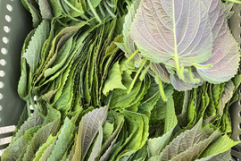 栽培期間中農薬不使用えごまの葉エゴマの葉800枚