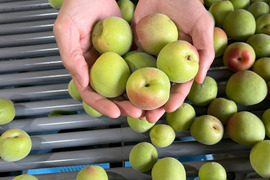 【南高梅・梅郷】自然栽培 農薬・化学肥料不使用の青梅！サイズ混合1kg