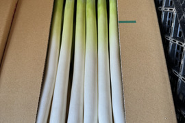 甘い長ネギ【夏扇パワー】有機肥料栽培　除草剤不使用　群馬県産　10本　2Lサイズ(2cm以上)