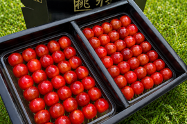 【佐藤錦】さくらんぼ 山形県東根産 1kg L.2L 秀・特秀品 贈答用