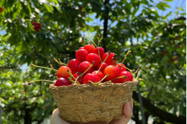 【朝どれ畑から直送、数量限定】もぎっぱなし「農家の先生が育てた山形県産紅秀峰」700g（1週間限定販売）