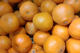 春の風香る　プリップリのはるみみかん　10k