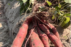 熟成1ヶ月極甘(紅はるか)土付き5㎏～