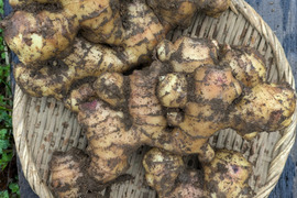 土付き生姜　種にも使えます（1kg）