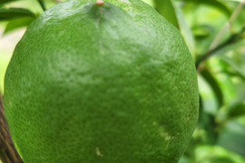 初物❗エコ箱入りレモン息子(栽培期間中農薬不使用・有機肥料・ノーワックス)皮まで食べて❗