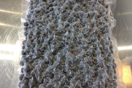 新鮮直送！採れたて冷凍ブルーベリー1㎏