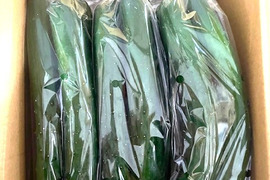 新鮮☆美味しい！岩手のきゅうり2kg