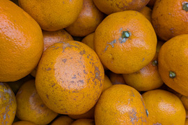 （糖度15度超え）樹上完熟の倉出し　ジュース用 中生みかん（10K）