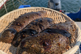 活赤ナマコ　素潜り漁　1kg（2〜3個）