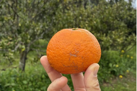 【家庭用】春に楽しむ、さっぱりジューシーなみかん、なつみ。
