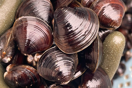 【父の日ギフト】超どで貝！人気の大貝！十三湖産1kg