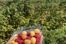 【有機JAS認証】北海道産フレッシュオーガニックラズベリー 100g×４パック