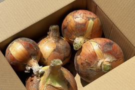 🉐【自然栽培】特大玉ねぎ2.5kg