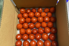 甘くて皮が薄くて食べやすい　福井県産ミディトマト『越のルビー』2Kg！