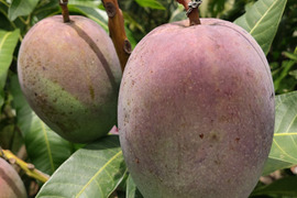 沖縄の完熟マンゴー 2kg（家庭用）