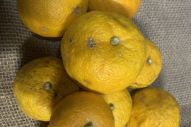 ゆず　1kg   格安です❗️