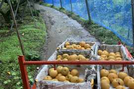 福島県の南水で産地直送の商品｜食べチョク｜産地直送(産直)お取り寄せ