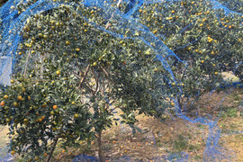 糖度23度！甘さ広がる金柑タマタマ(300g)