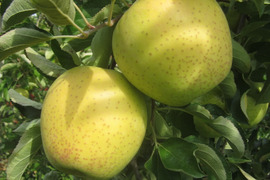 「青りんご王林」話題の「グリーンアップル」を食べよう！！　訳あり　家庭専用コース　甘くて芳醇な香りのりんご　3キロコース（10から12個入り）