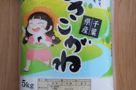 令和7年 千葉県産 コシヒカリ 無洗米 10kg：千葉県産のコシヒカリ